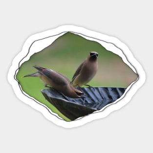 Cedar Waxwing through Torn Cloth Sticker